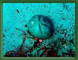 Seabase Scuba 2012 (92) * 2048 x 1536 * (4.47MB)